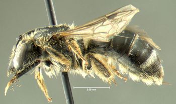 Media type: image;   Entomology 610475 Aspect: habitus lateral view